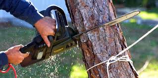 Best Fruit Tree Pruning  in Crestwood, KY