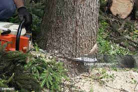 Best Tree Mulching  in Crestwood, KY