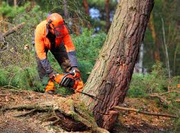 Best Lot and Land Clearing  in Crestwood, KY